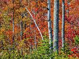 Autumn Trees_DSCF4947
